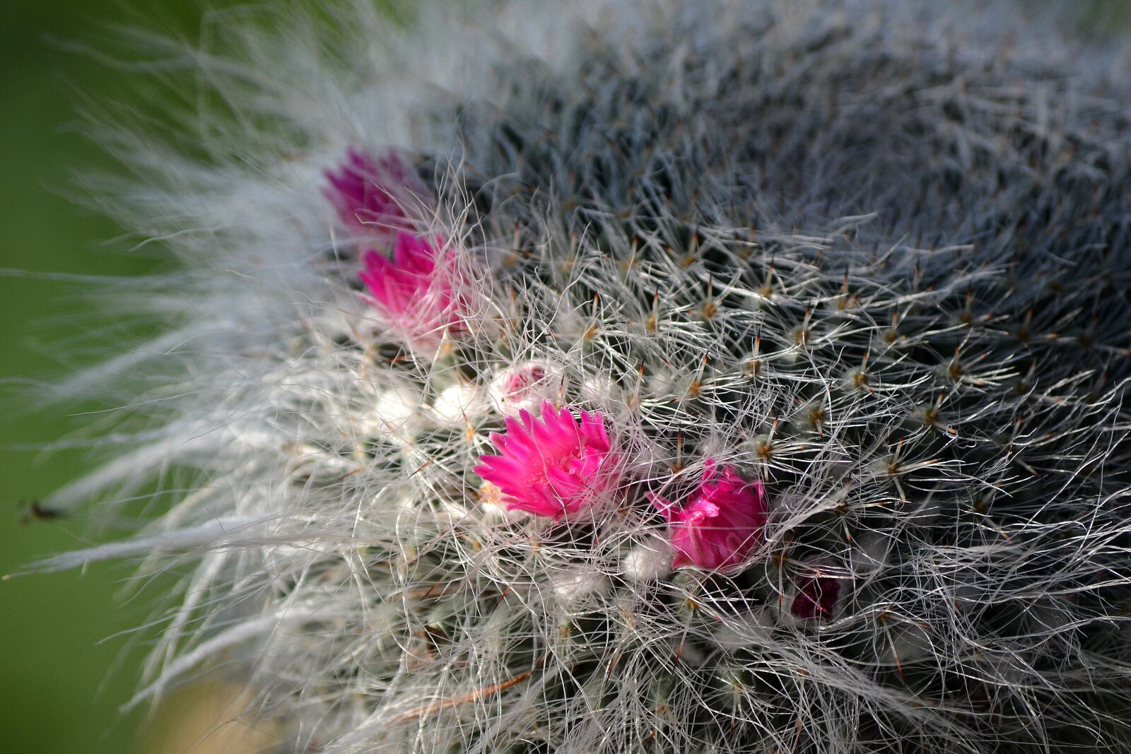 Nikon D3100 sample photo. Cactus, flower, plant photography