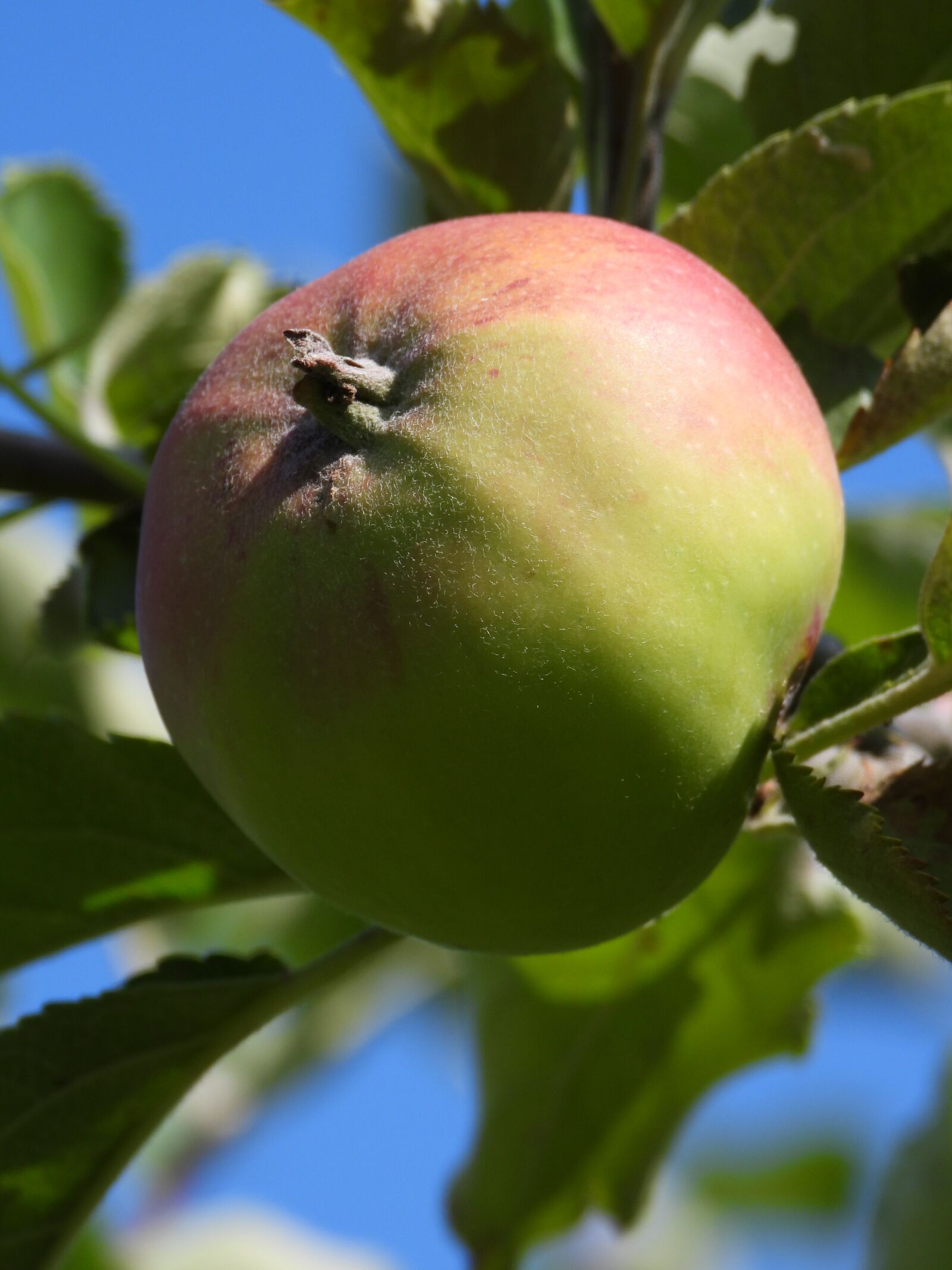 Nikon Coolpix P1000 sample photo. Apple, jabłonka, fruit photography