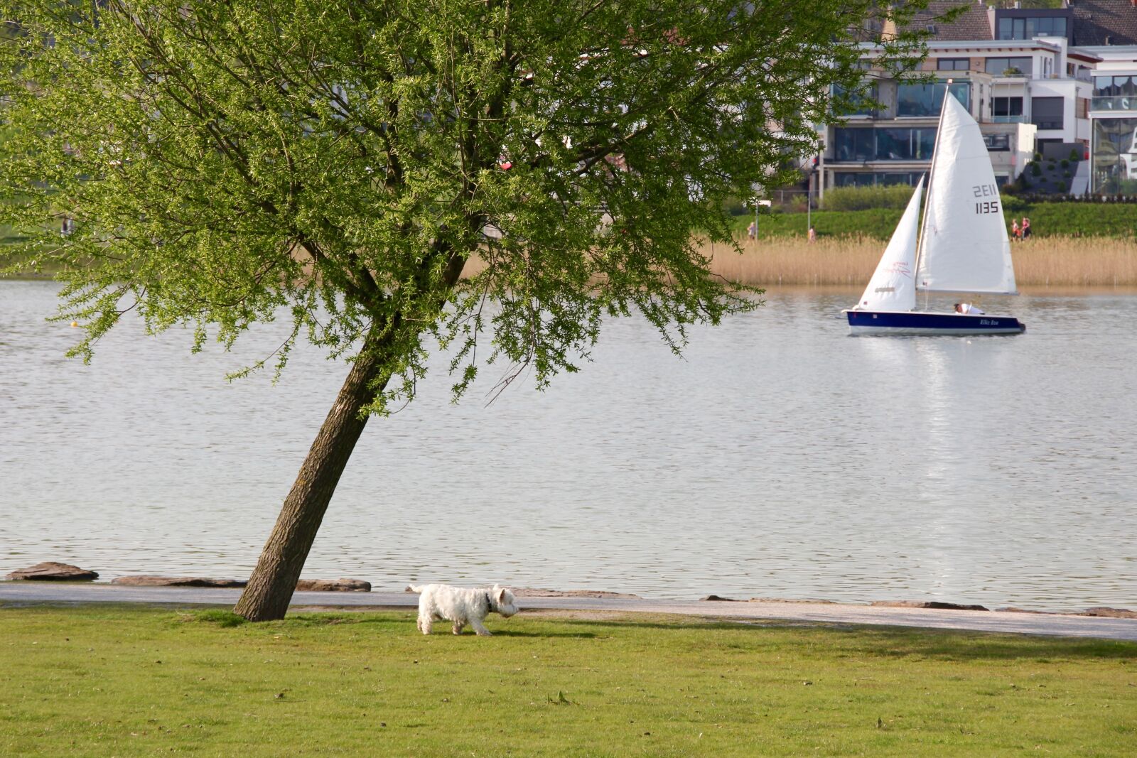 Canon EOS 60D sample photo. Lake, boat, tree photography