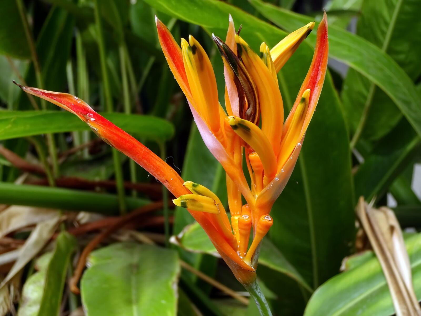 Sony Cyber-shot DSC-WX220 sample photo. Orange blossom, strelitzia, exotic photography