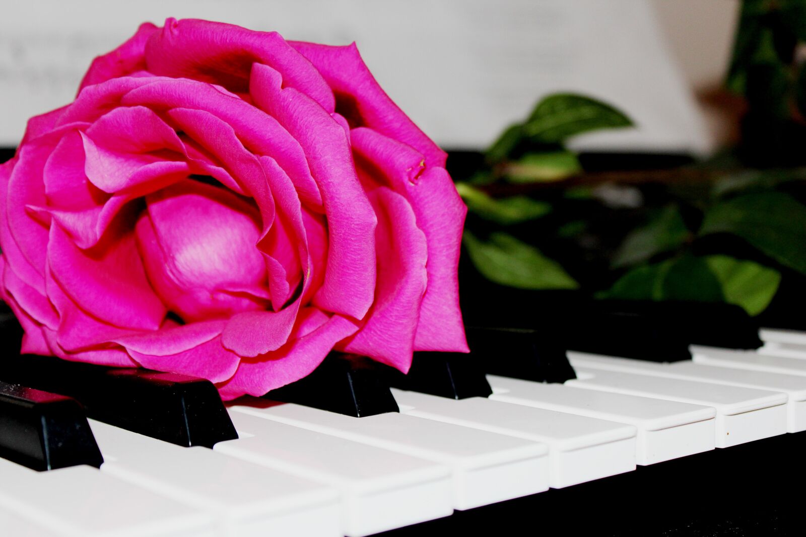 Canon EOS 60D sample photo. Piano, rose, music photography