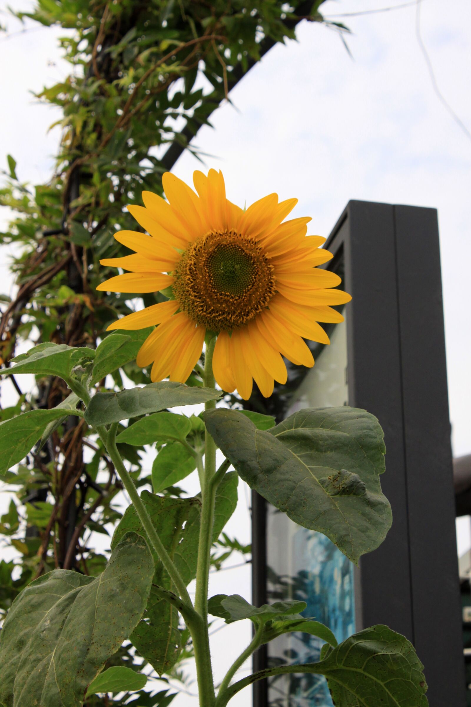 Canon EOS 50D sample photo. Sunflower, flowers, summer photography