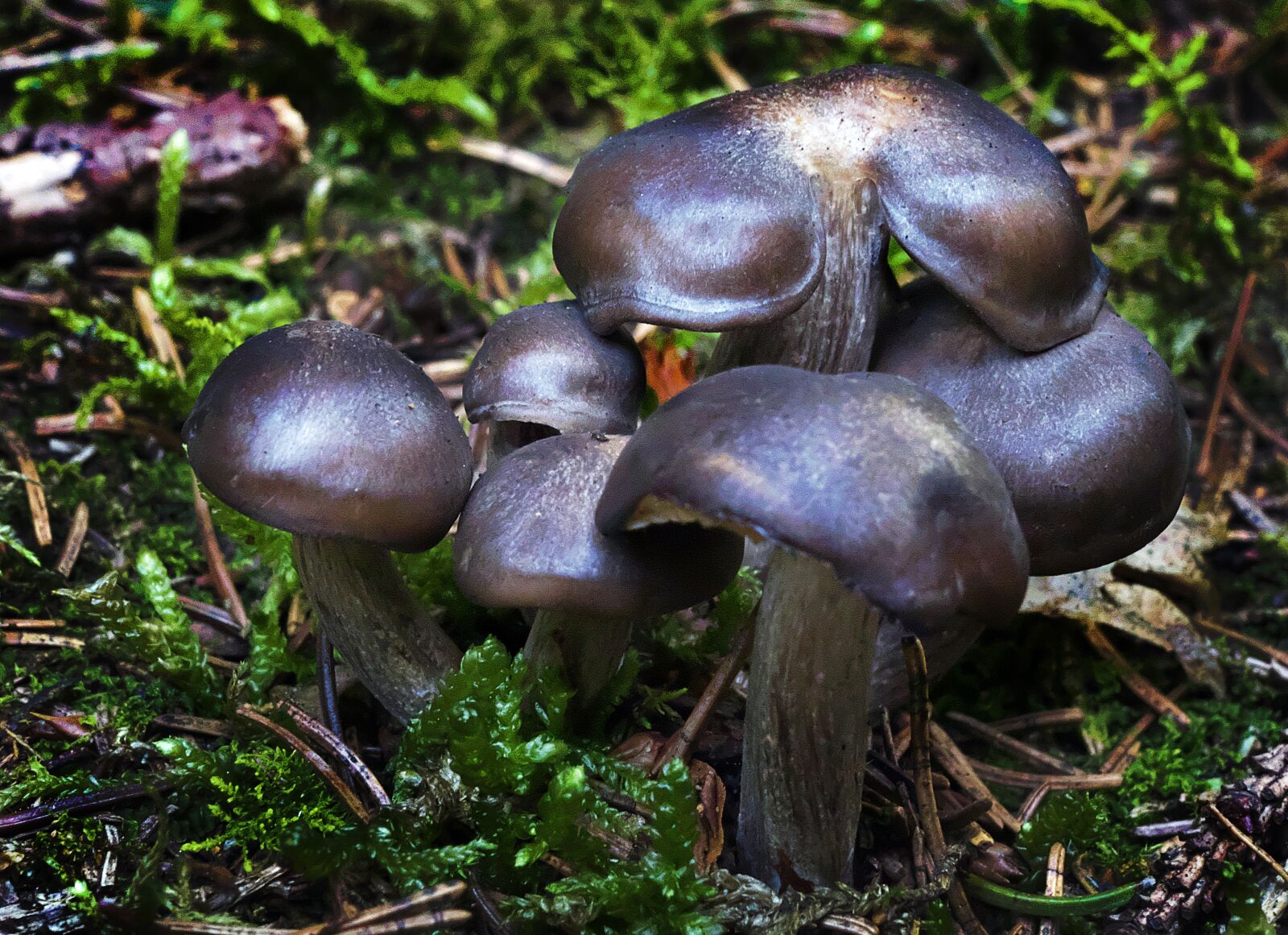 Panasonic Lumix DMC-FZ1000 sample photo. Mushroom, forest, moss photography