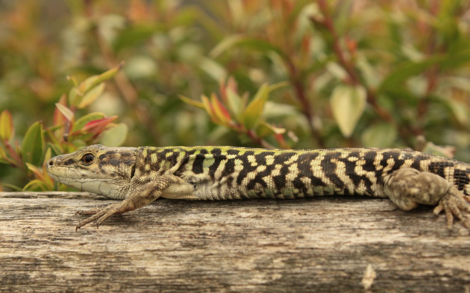 Canon EOS 450D (EOS Rebel XSi / EOS Kiss X2) sample photo. Lizard, plants, nature photography