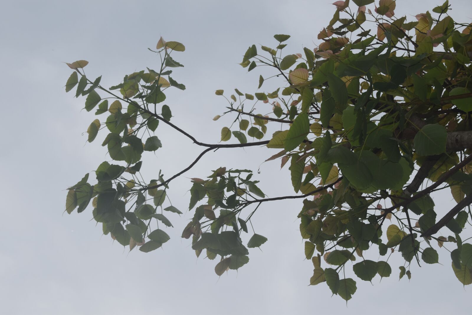 Nikon D5300 sample photo. Tree leaf, animal food photography