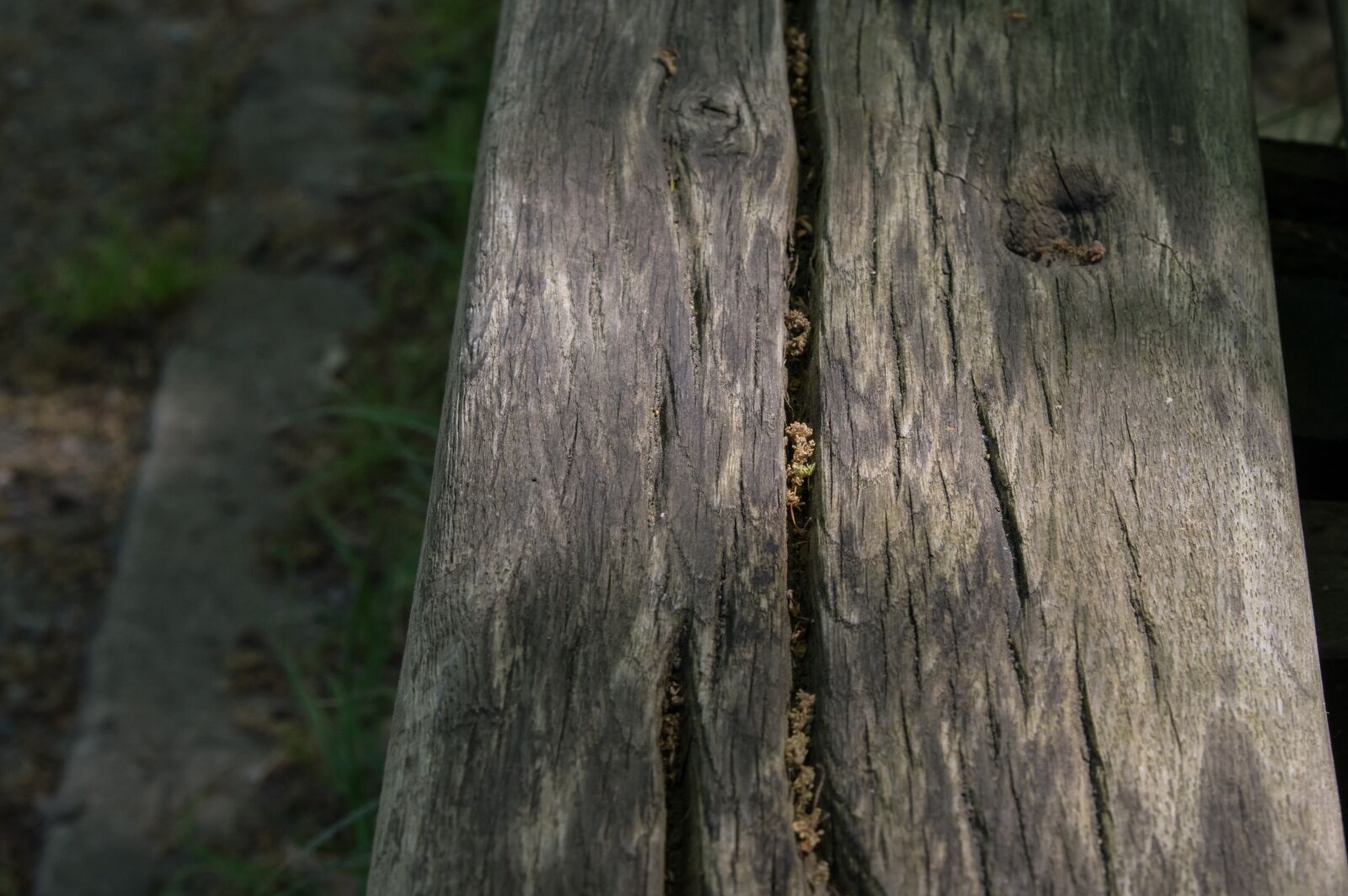 Pentax K-3 sample photo. Wood, nature, tree photography