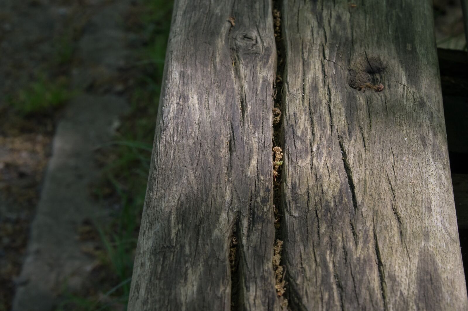 Tamron SP AF 70-200mm F2.8 Di LD (IF) MACRO sample photo. Wood, nature, tree photography