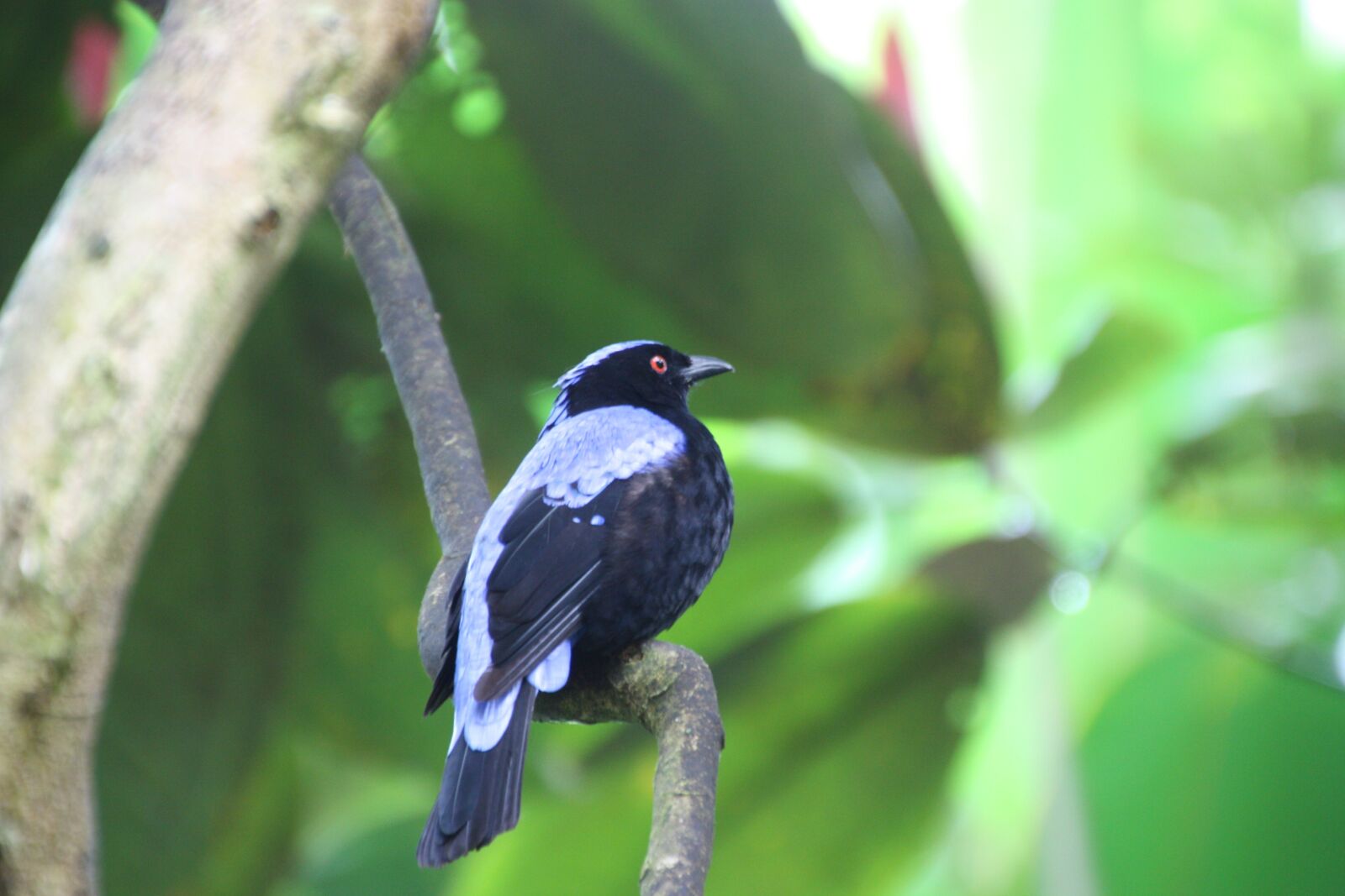 Canon EOS 450D (EOS Rebel XSi / EOS Kiss X2) sample photo. Bird, exotic, exotic bird photography