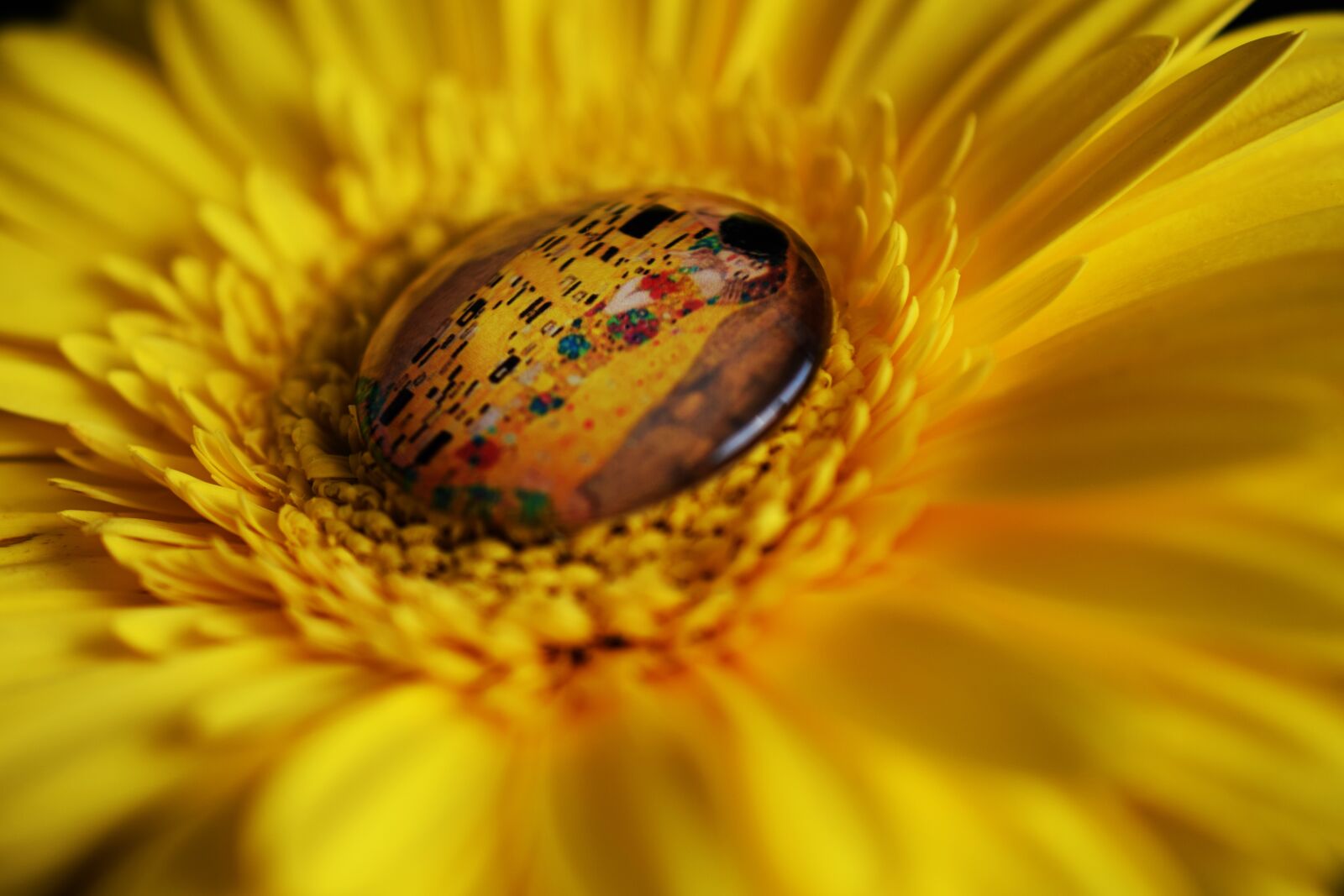 Nikon D5300 sample photo. Yellow, flower, yellow flower photography