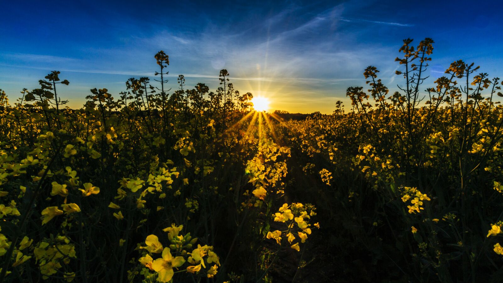 Canon EOS 650D (EOS Rebel T4i / EOS Kiss X6i) + Canon EF-S 10-18mm F4.5–5.6 IS STM sample photo. Field of rapeseeds, sunset photography