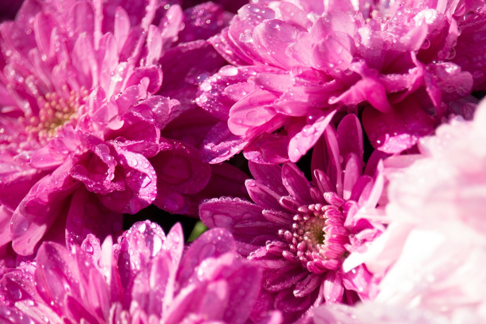 Canon EOS 100D (EOS Rebel SL1 / EOS Kiss X7) sample photo. Chrysanthemums, flowers, chrysanthemum photography