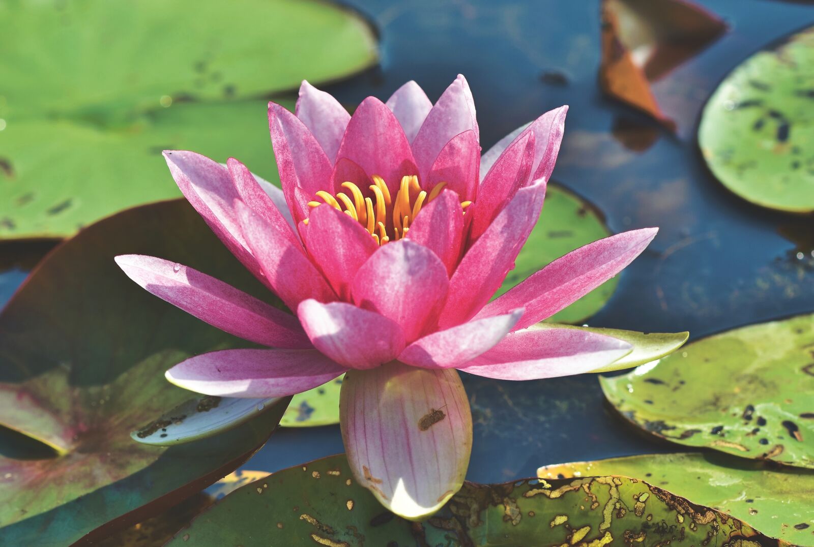 Nikon D7200 sample photo. Water lily, pond, lake photography