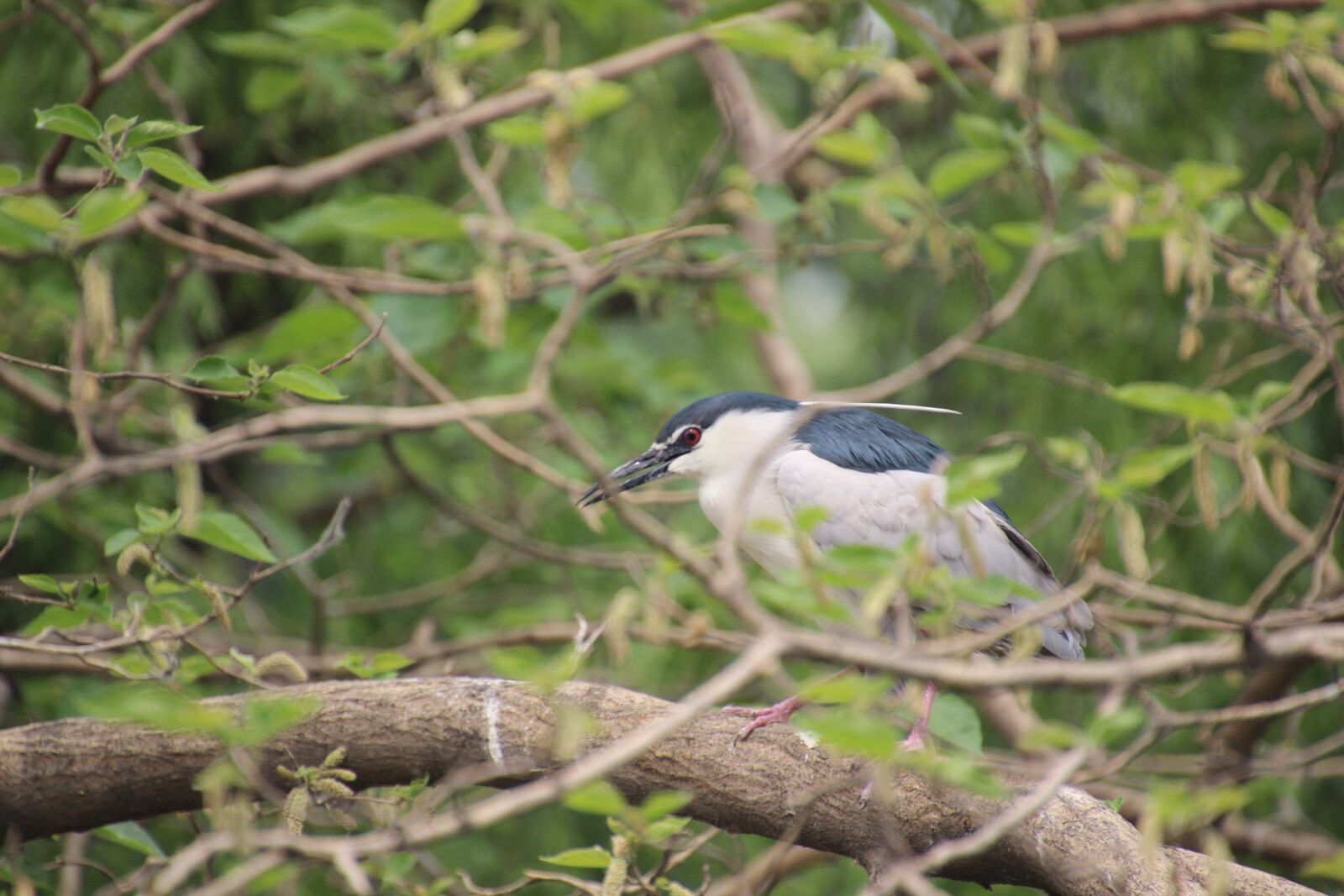 Canon EOS 600D (Rebel EOS T3i / EOS Kiss X5) sample photo. Bird, night heron, walking photography