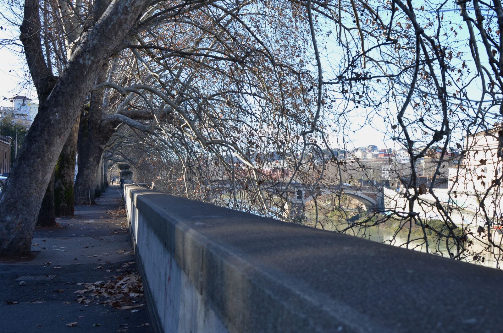Nikon D5100 sample photo. Winter, autumn, avenue photography