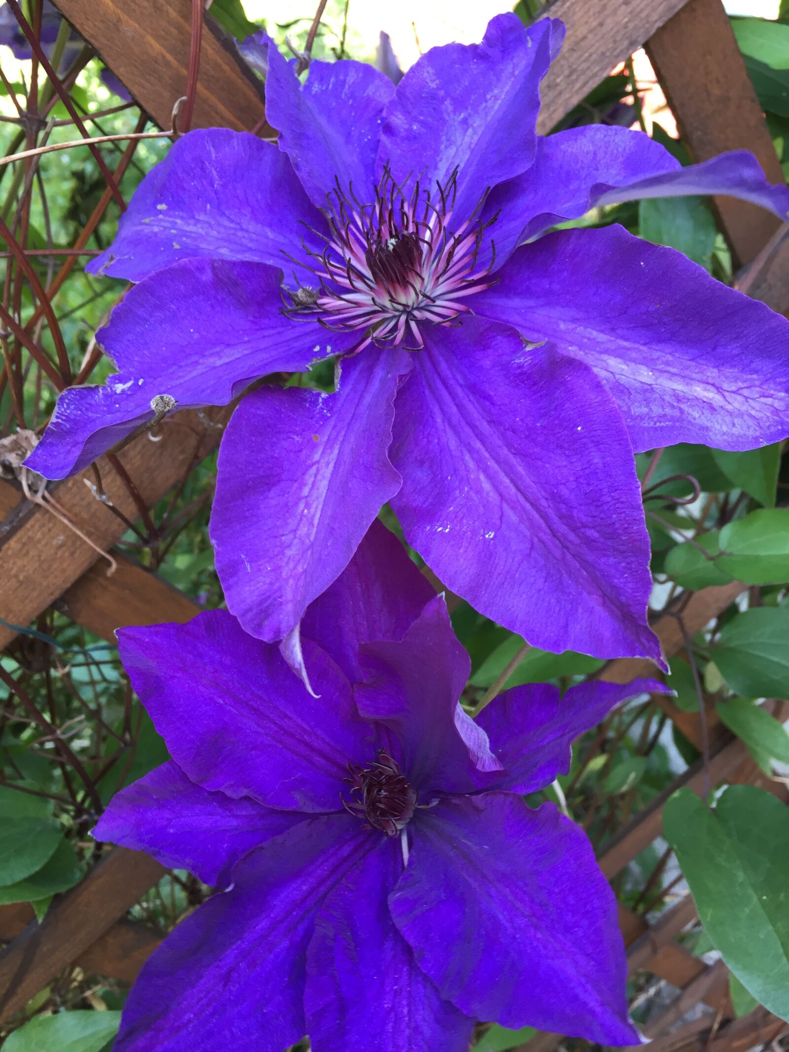 Apple iPhone 6 sample photo. Clematis, flowers, garden photography