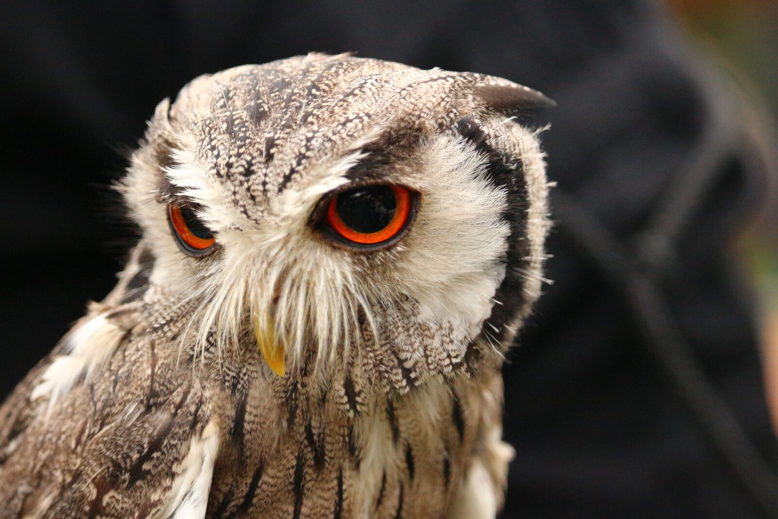 Canon EOS 100D (EOS Rebel SL1 / EOS Kiss X7) sample photo. Bird, owl, screech owl photography