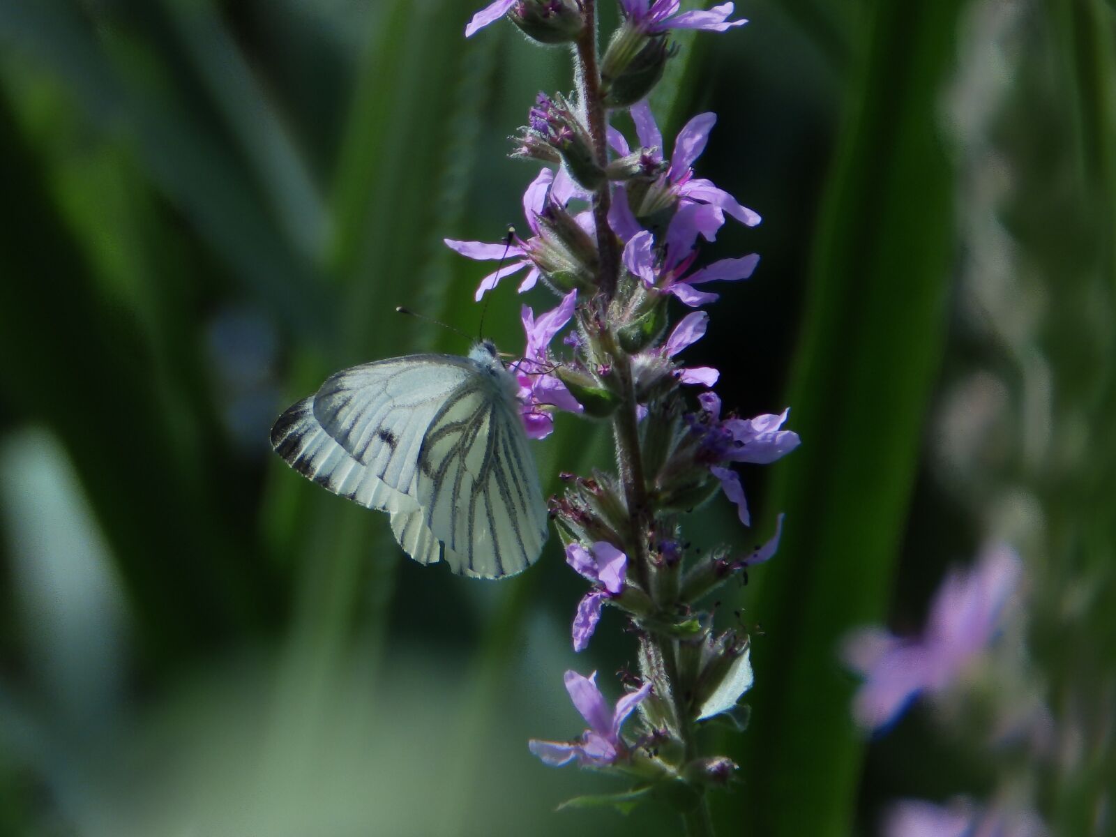 Olympus SP-820UZ sample photo. Butterfly, nature, summer photography