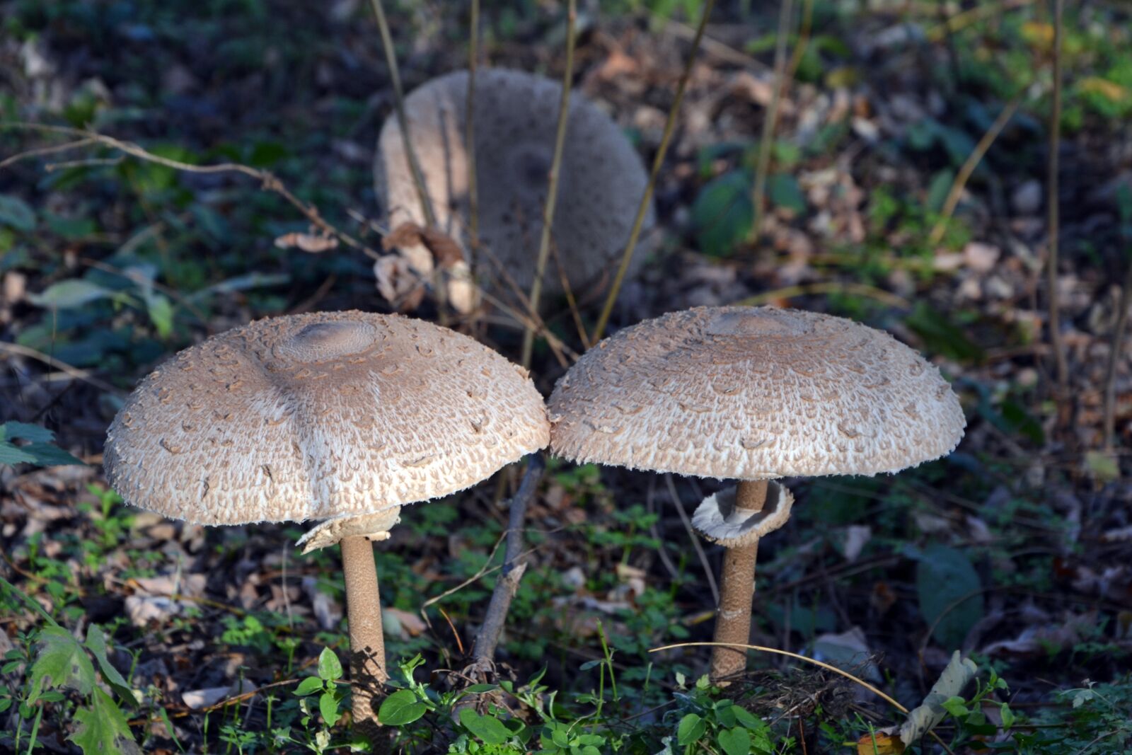 Nikon D3100 sample photo. Mushroom, parasol, nature photography