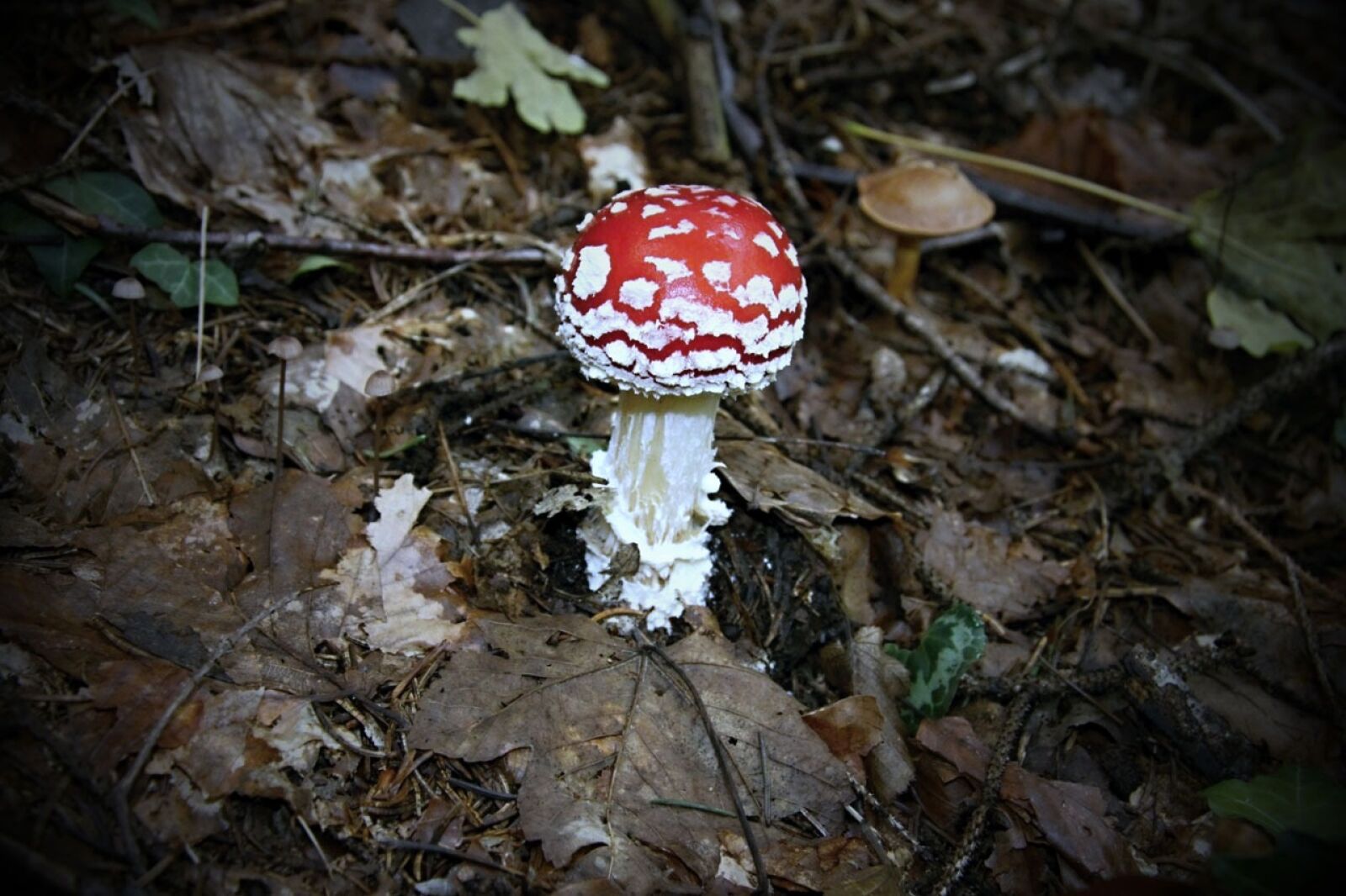 Canon EOS 50D sample photo. Mushroom, red, toxic photography