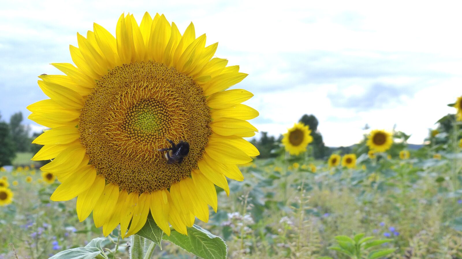 Panasonic Lumix DMC-FZ200 sample photo. Sunflower, hummel, blossom photography