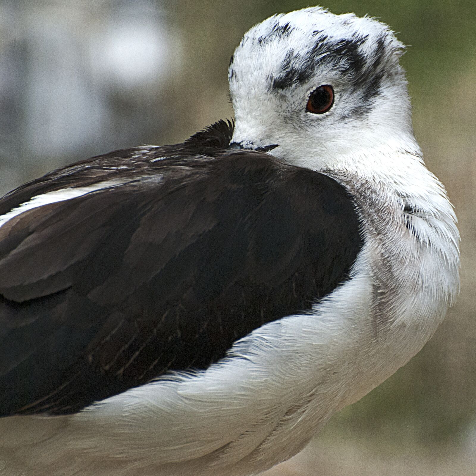 Nikon D80 sample photo. Seagull, bird, plumage photography