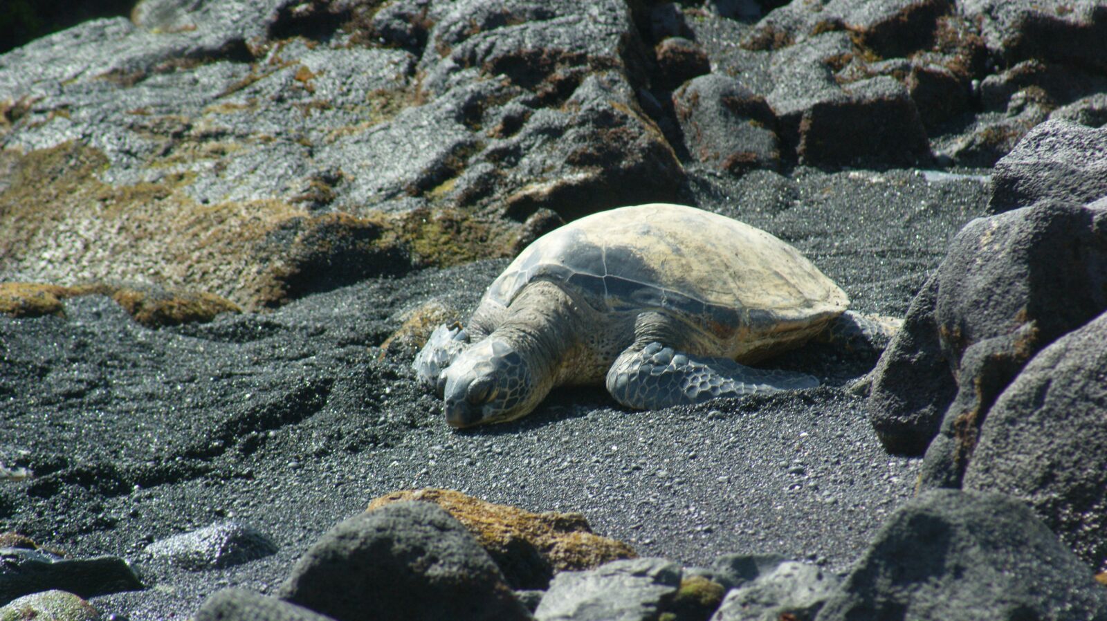 Sony Alpha DSLR-A350 sample photo. Turtle, peaceful, beach photography
