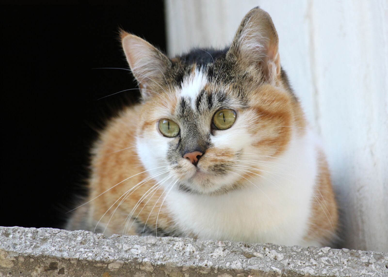 Canon EOS 500D (EOS Rebel T1i / EOS Kiss X3) sample photo. Cat, window sill, mackerel photography