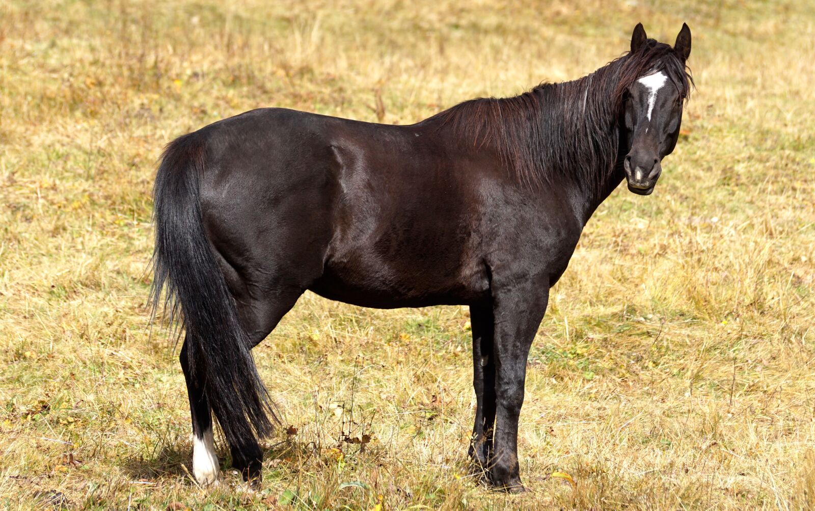 Sony DT 55-300mm F4.5-5.6 SAM sample photo. Stallion, horse, brown photography