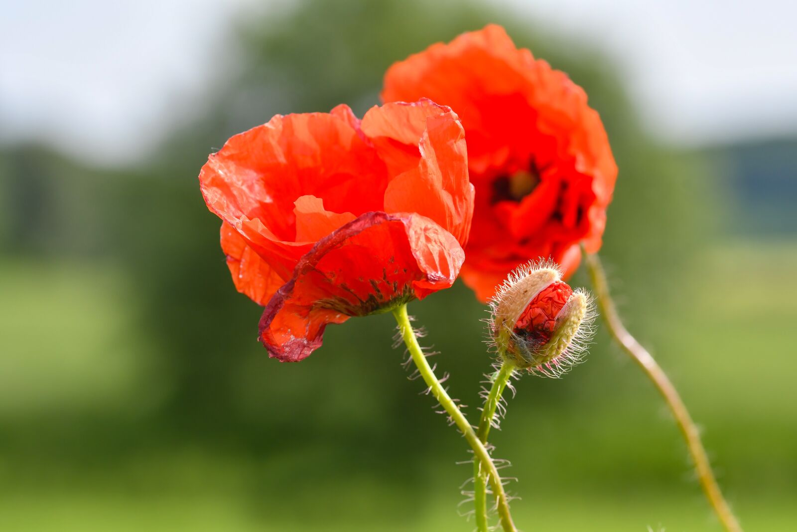 Nikon D500 sample photo. Poppy, meadow, close up photography