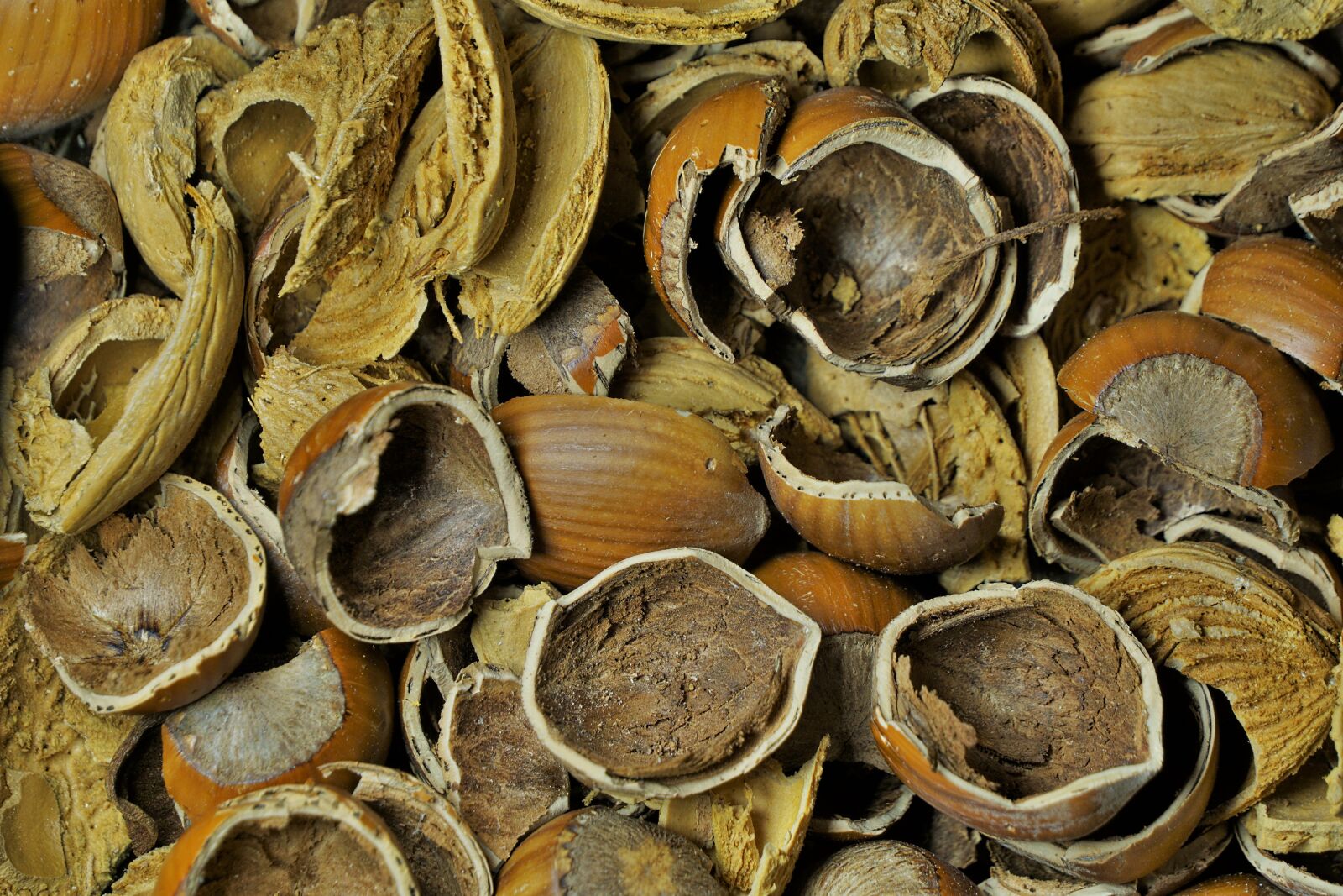 Sony E 55-210mm F4.5-6.3 OSS sample photo. Nutshells, hazelnut, almond photography