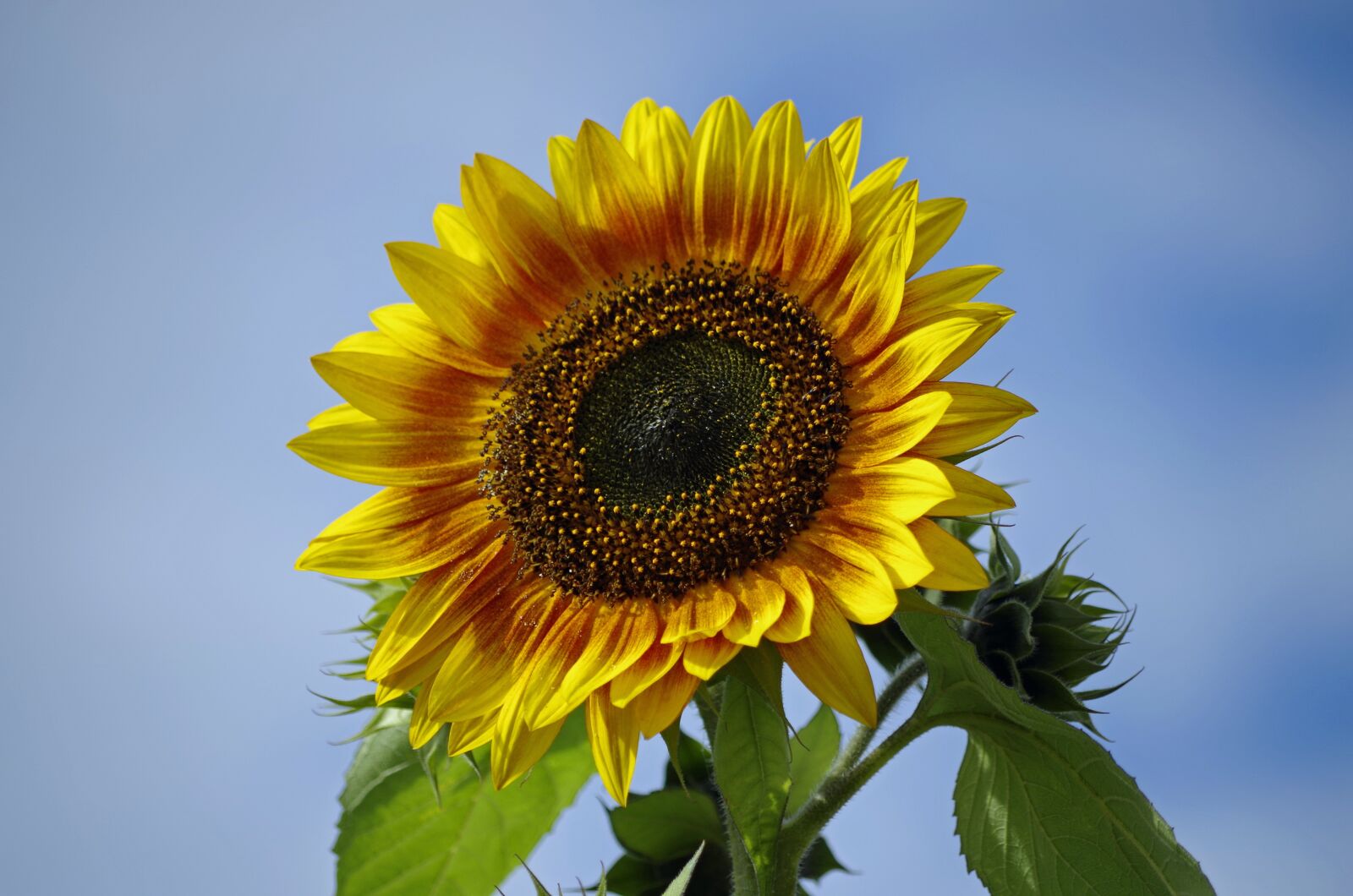 Pentax K-50 sample photo. Flower, sunflower, nature photography