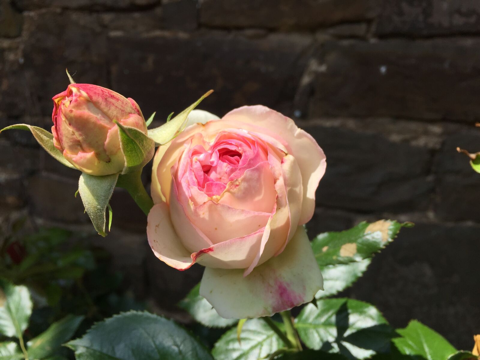 Apple iPhone 6 sample photo. Flower, rose, nature photography