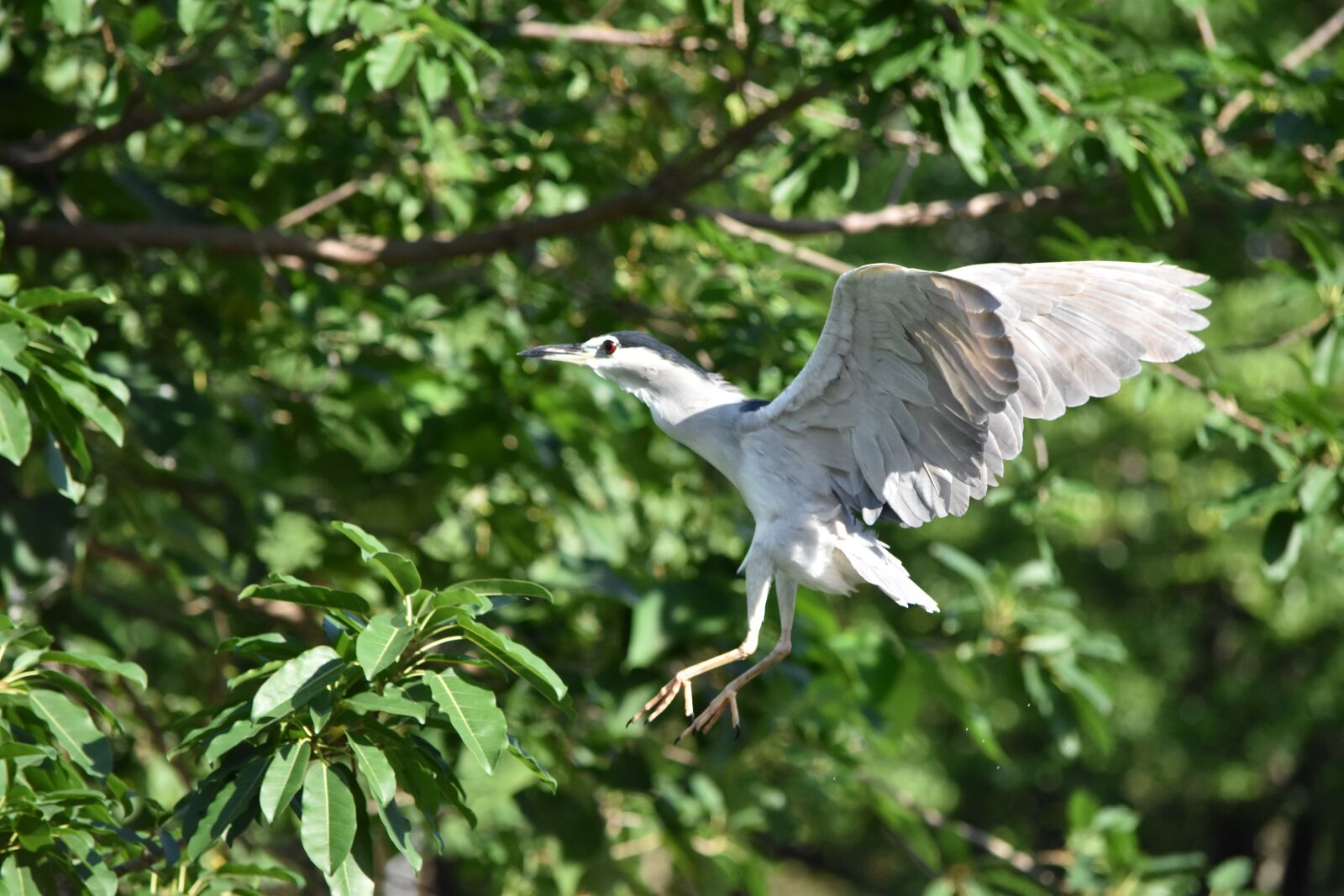 Nikon D5500 sample photo. Bird, wildlife, nature photography
