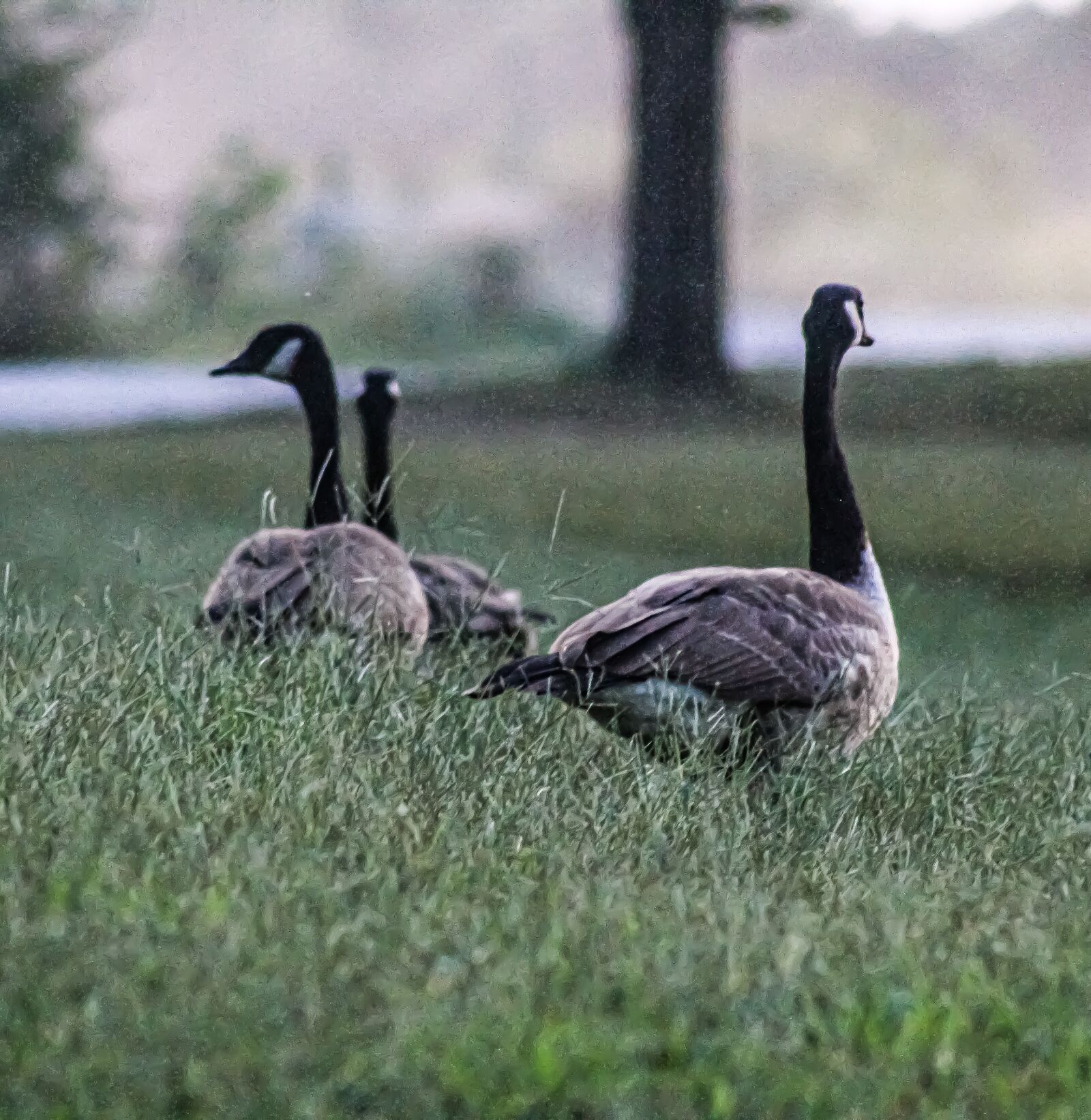 EF75-300mm f/4-5.6 sample photo. Geese, goose, bird photography