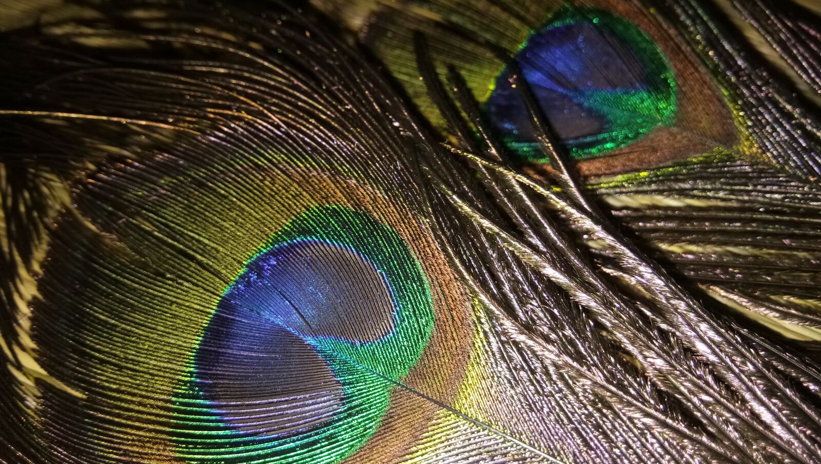 vivo 1601 sample photo. Feather, peacock, bird photography