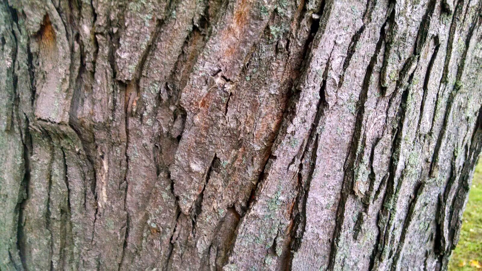 Motorola Moto X (1st Gen) sample photo. Bark, fall, nature, tree photography