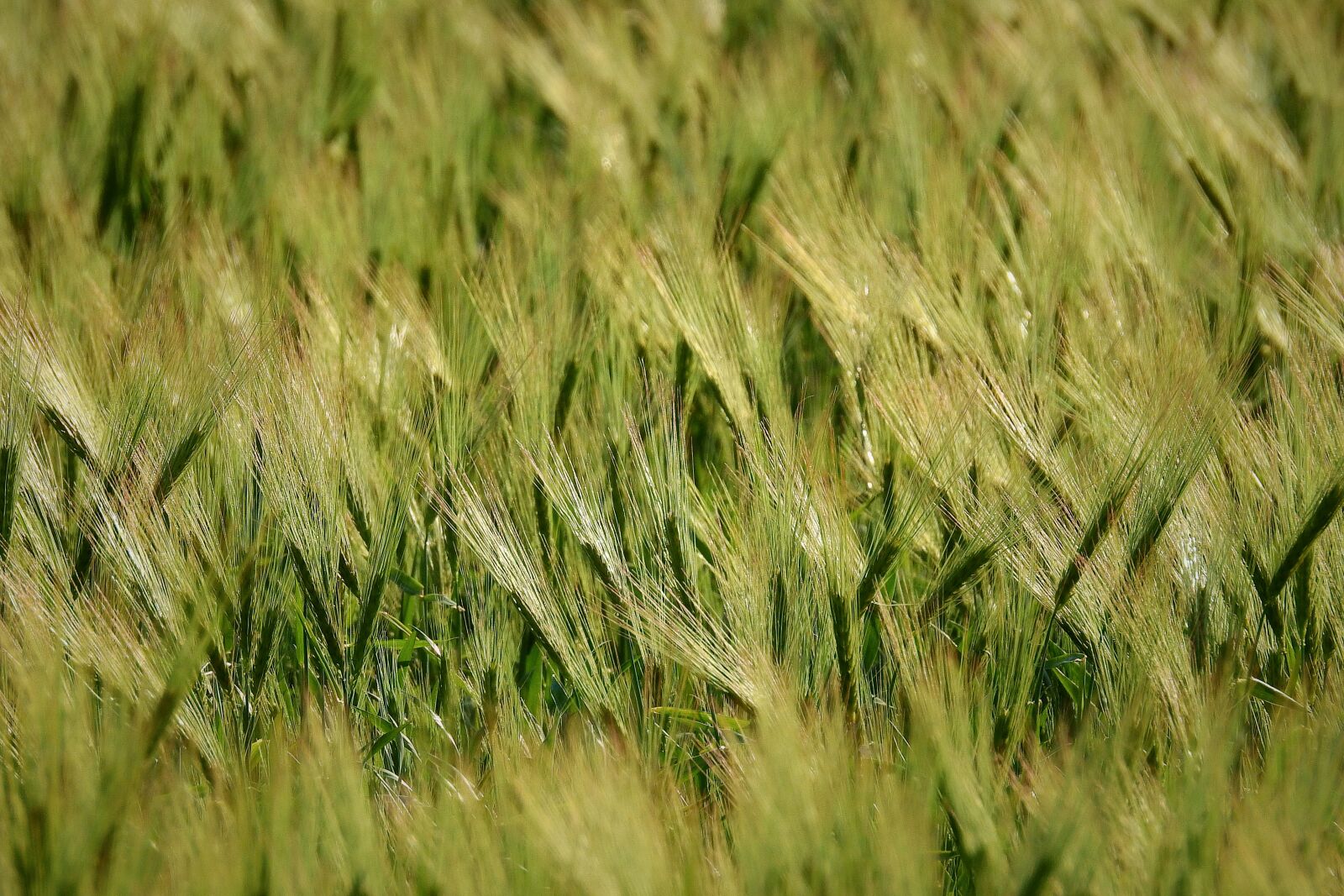 Nikon Coolpix P900 sample photo. Corn, spring, field photography