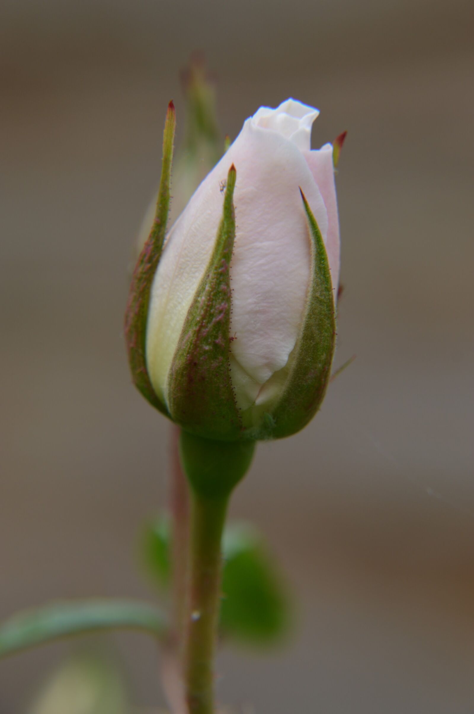 Nikon D3200 sample photo. Pink, flower, garden photography