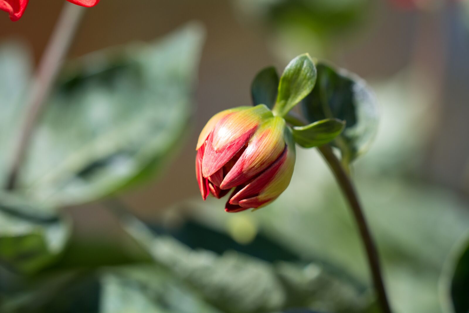 Nikon D7100 sample photo. Bud, flower, orange photography