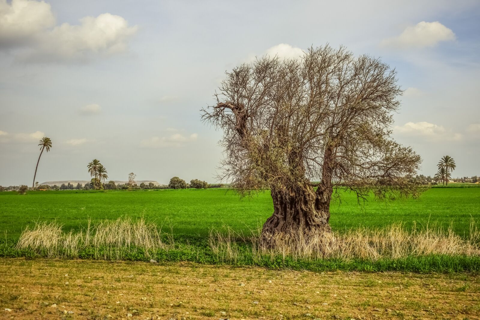 Nikon D3300 sample photo. Tree, field, grass photography