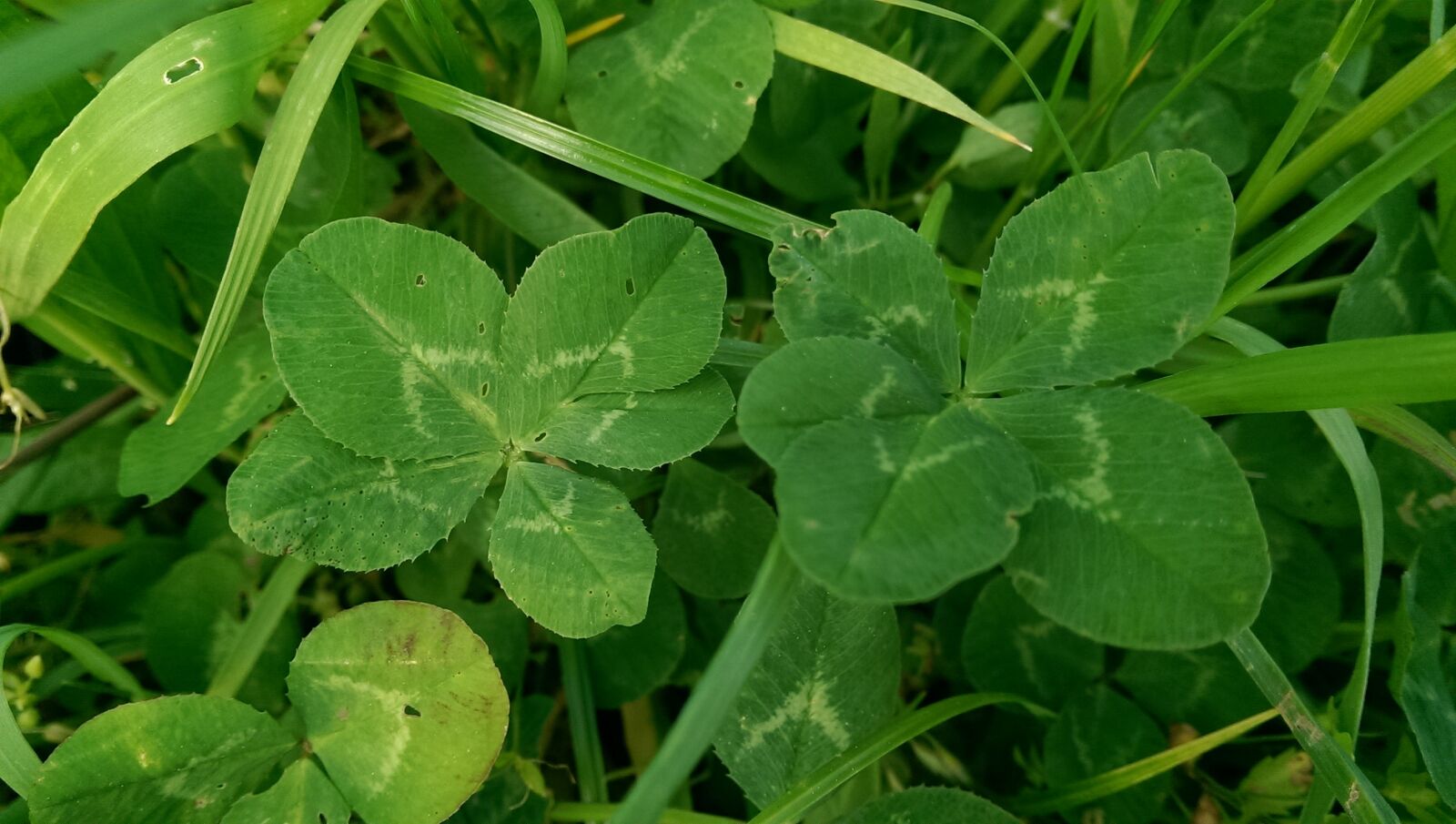 HTC ONE sample photo. Four leaf clover, vierbl photography