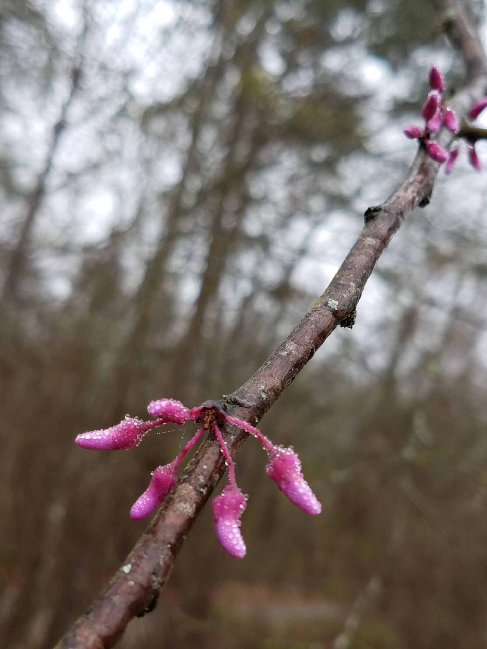 Samsung Galaxy S7 sample photo. Winter blossoms, pink, eastern photography
