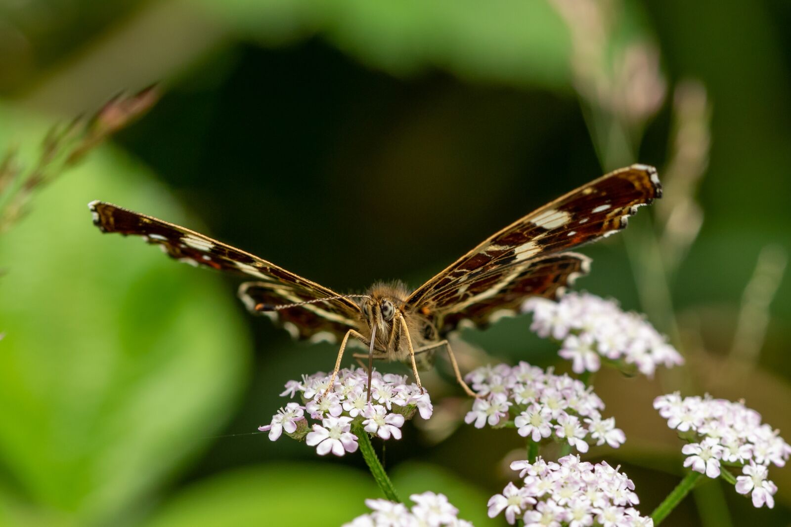 Canon EOS 7D Mark II sample photo. Butterfly, summer, blossom photography