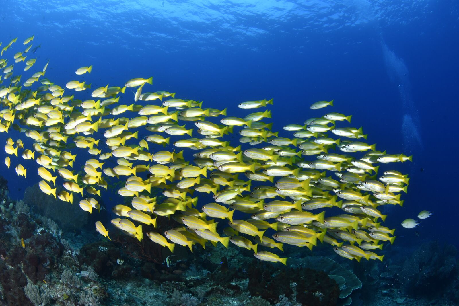 Nikon D500 sample photo. Fish, scuba diving, underwater photography