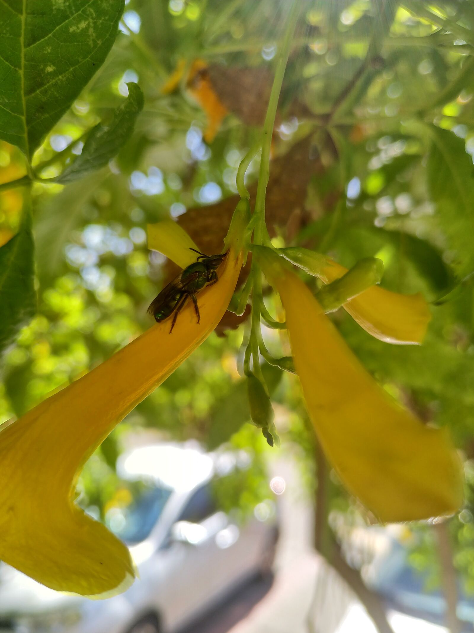 Xiaomi MI 8 Lite sample photo. Bee, flowers, tree photography