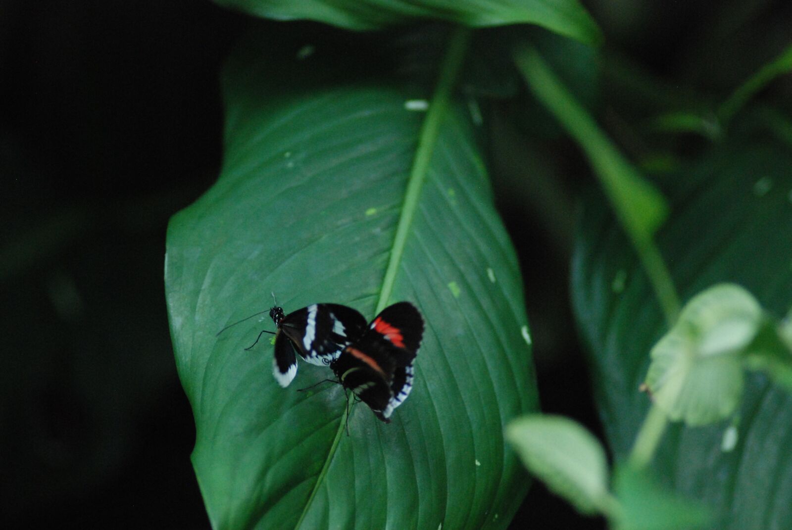 Nikon D80 sample photo. Butterflies, mating, good times photography