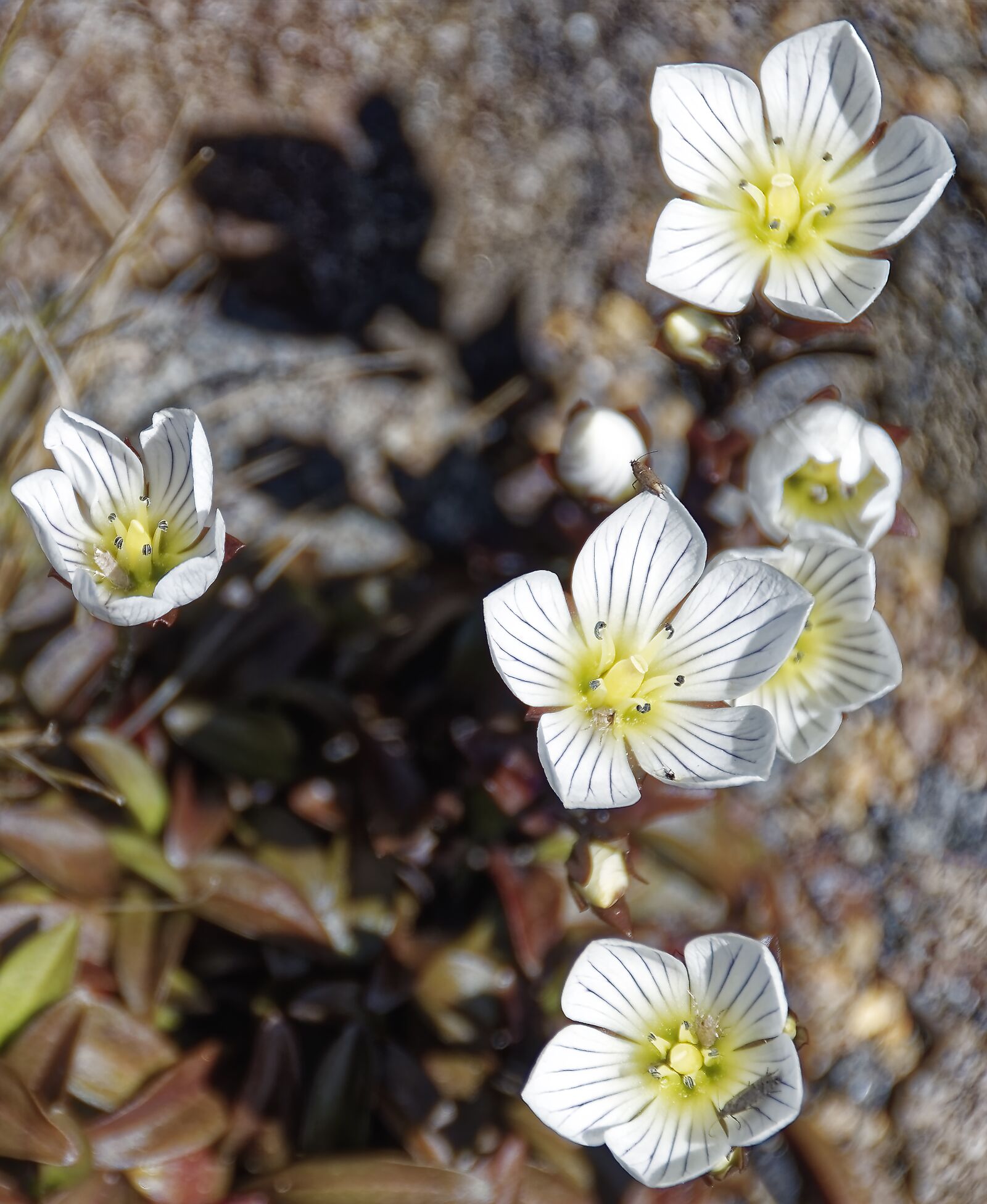 Nikon D500 sample photo. Flowers, plant, nature photography