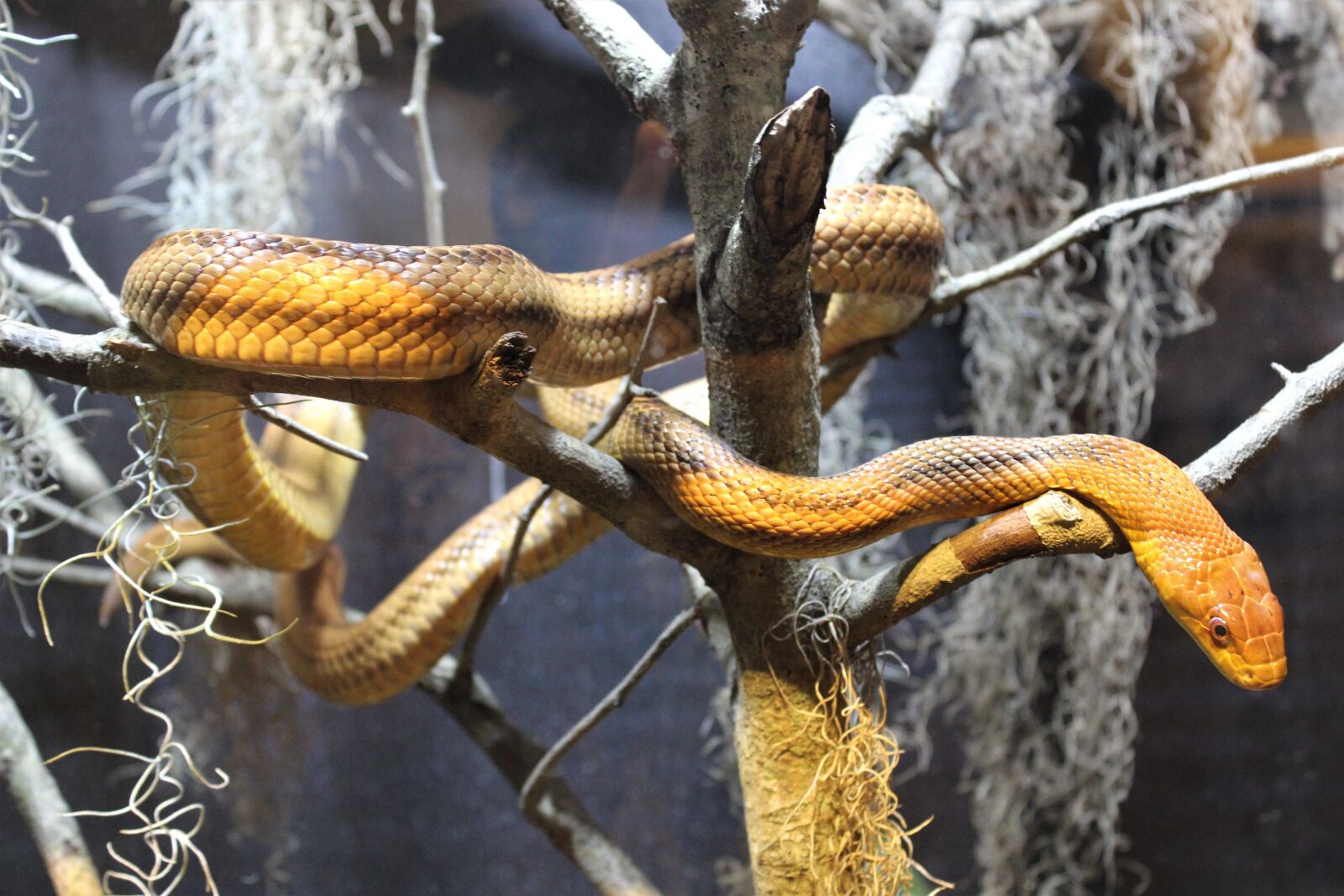 Canon EOS 600D (Rebel EOS T3i / EOS Kiss X5) sample photo. Snakes, serpents, animals photography