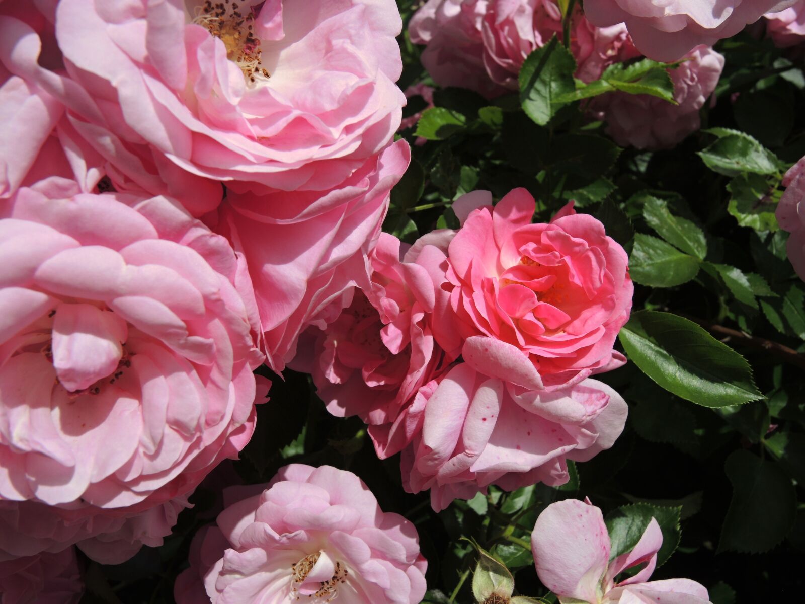 Nikon Coolpix P7800 sample photo. Rose, flower, pink photography