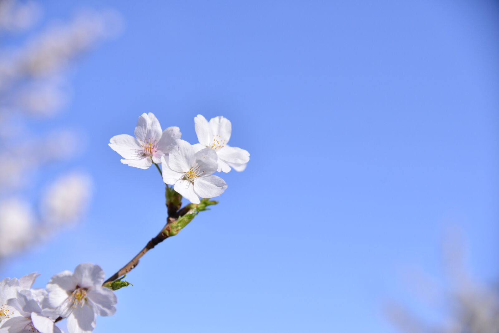 Nikon D800 sample photo. Cherry blossom, spring, flowers photography